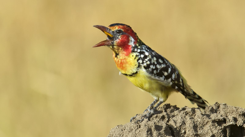 Red and yellow barbet