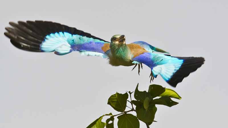 Roller in flight