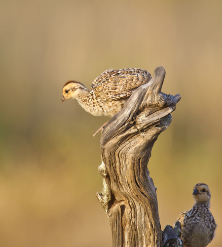 Spurfowl chick before leap