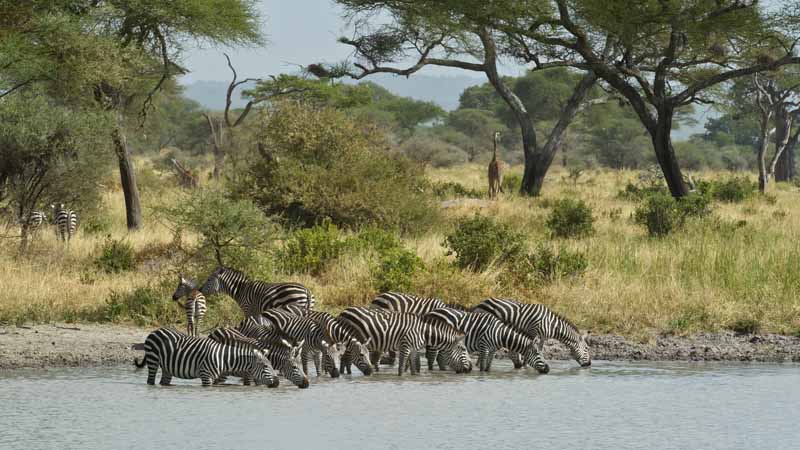 Tarangire waterhole