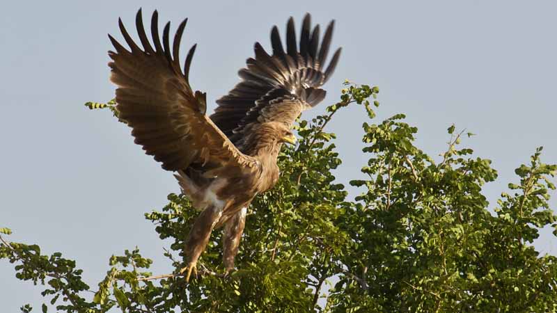 Tawny Eagle