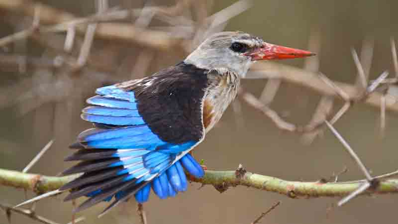 Woodland kingfisher