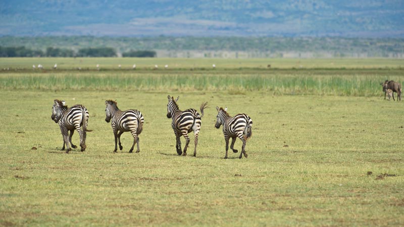 Zebra Lake Manyara