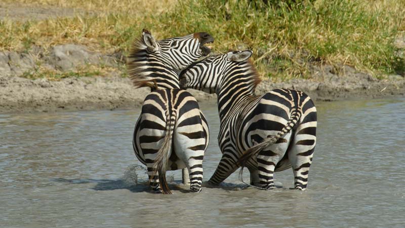 Zebras cajoling