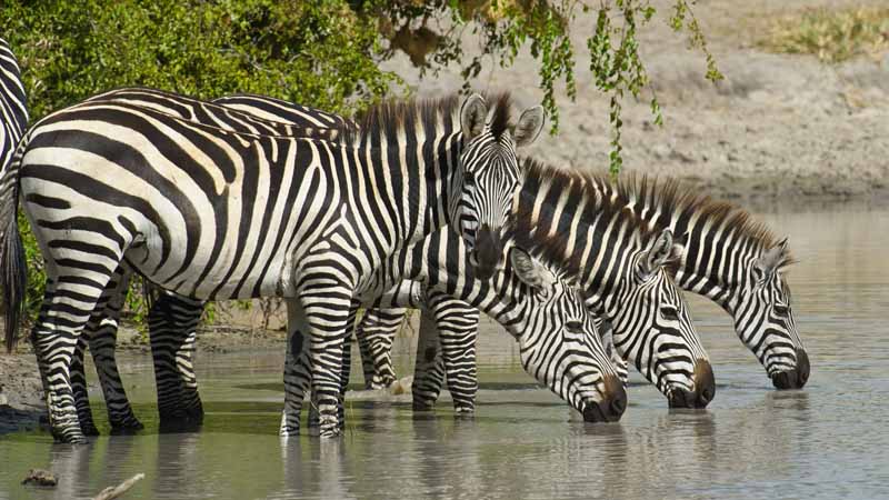 Zebras drinking
