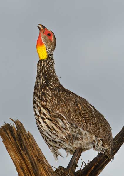 yellow throated spurfowl