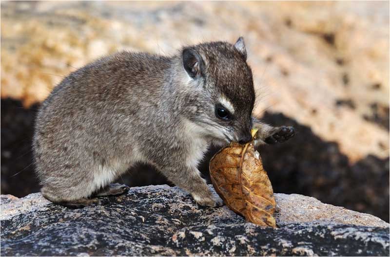 een dassie met blaar