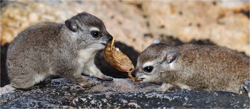 twee dassies met blaar