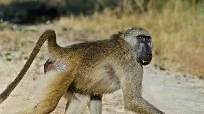 Bobbejaan