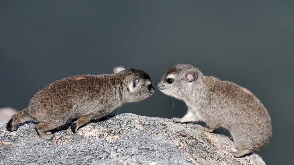 Bush hyrax 1200