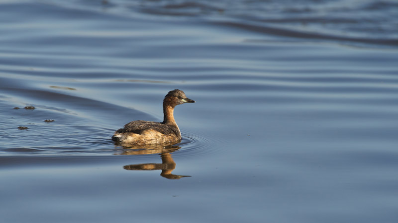 Dabchick