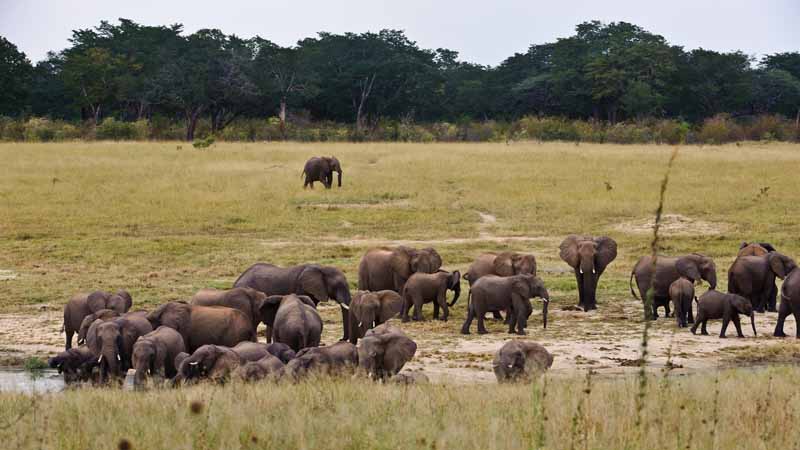 Elephants drinking at Jambile waterhole