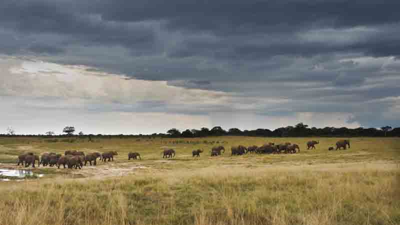 Finished drinking at Jambile waterhole