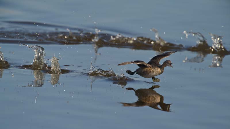 Fleeing dabchick