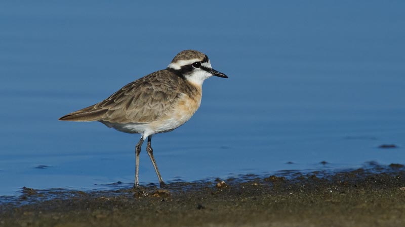 Kittlitz Plover