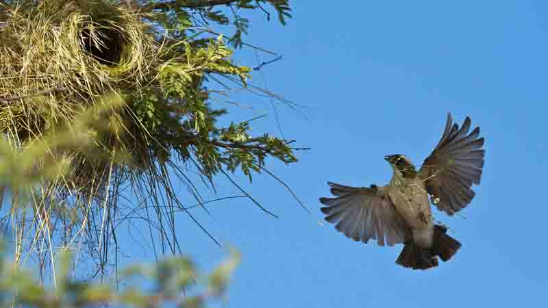Nest building