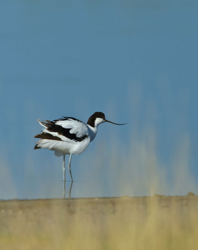 Pied avocet