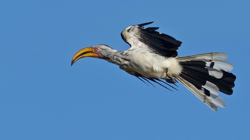 Yellowbilled Hornbill